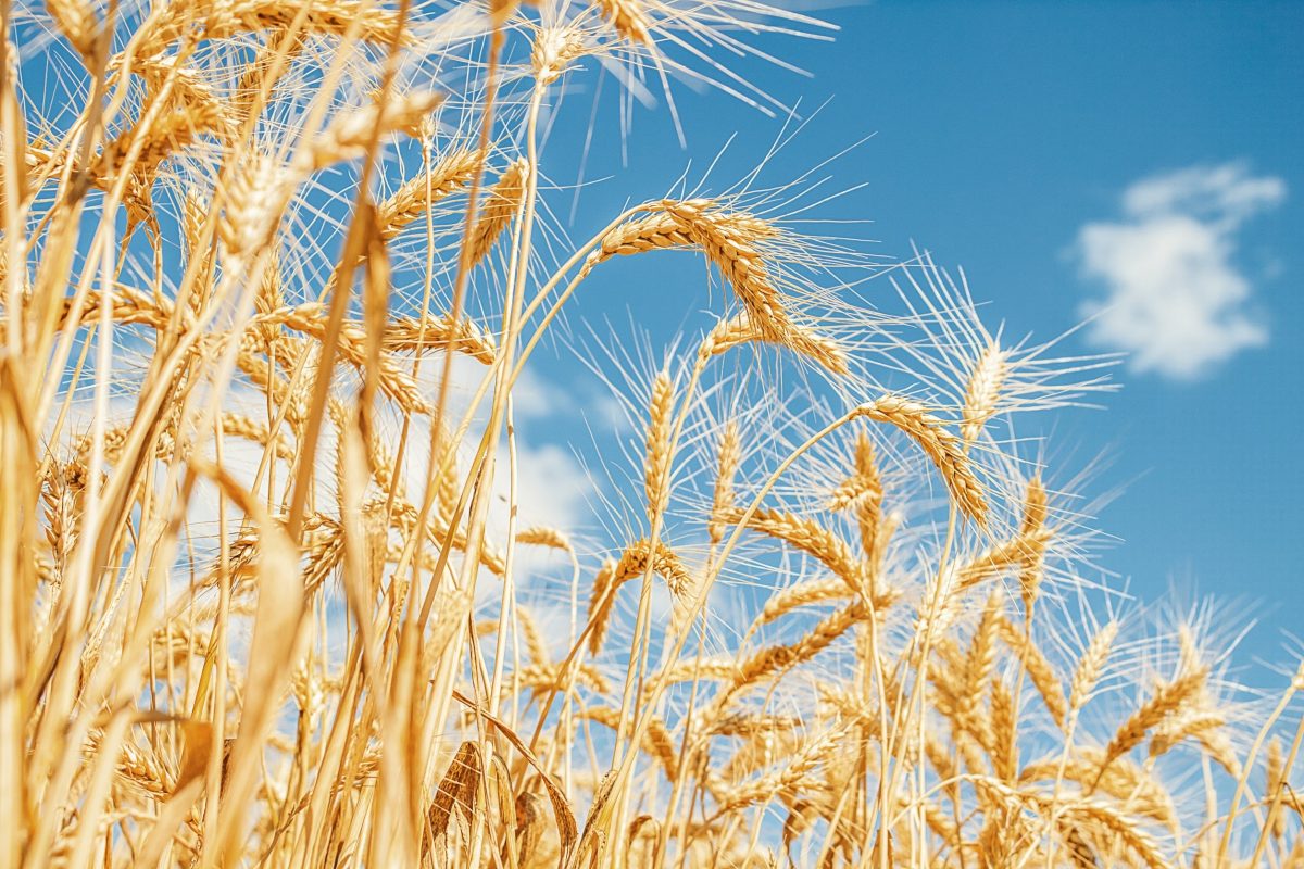 Getreide