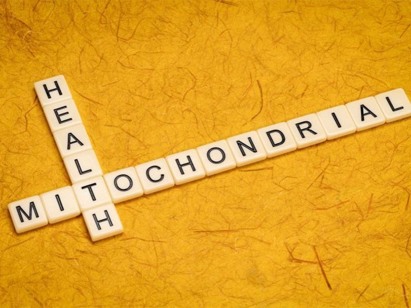 Gesundheit und Mitochondrien